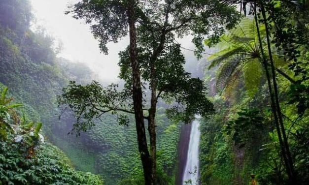GMS Raises $1200 for the Rainforest