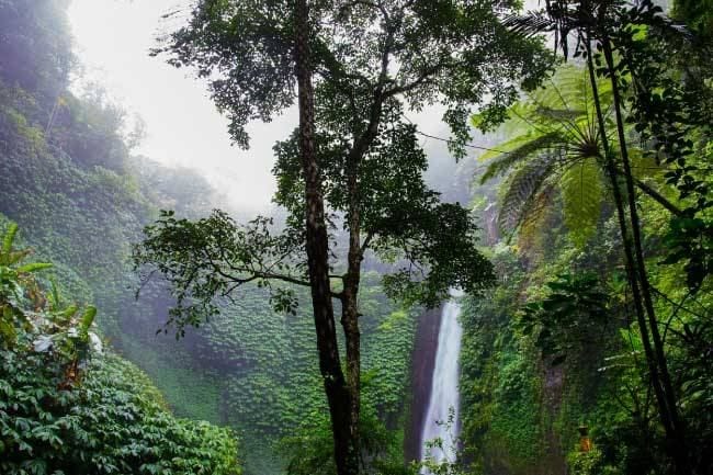 GMS Raises $1200 for the Rainforest