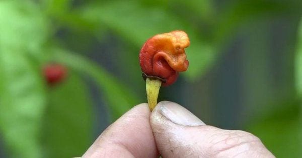 This Red Hot Chili Pepper Can Kill You