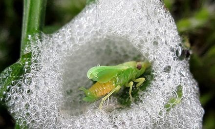 The Spittlebug’s Bubble Home