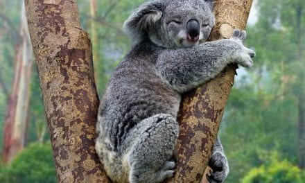 Koalas Aren’t Extinct, but Their Future Is In Danger, Experts Say