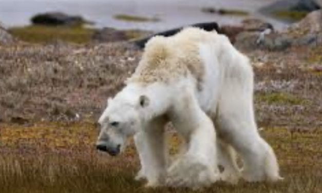 Climate Change and Polar Bears