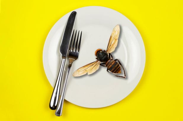 Deadly Japanese Hornets arrive in the U.S. and are viewed as a pleasant snack?